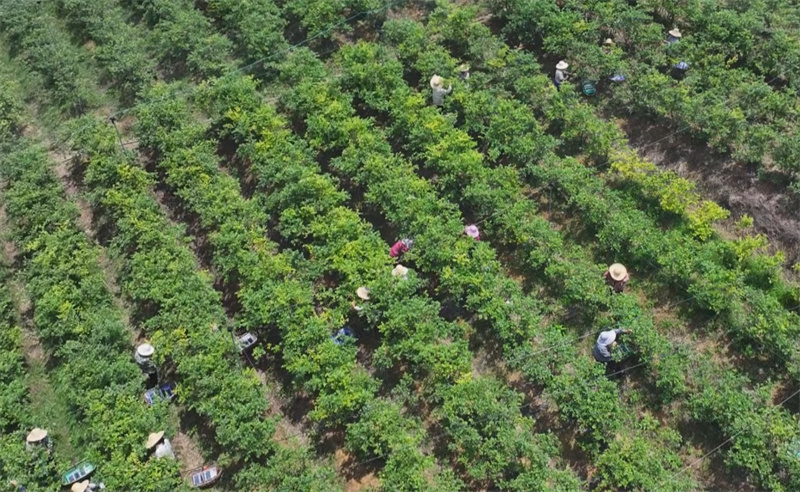 果熟人忙日子甜 果熟人忙日子甜